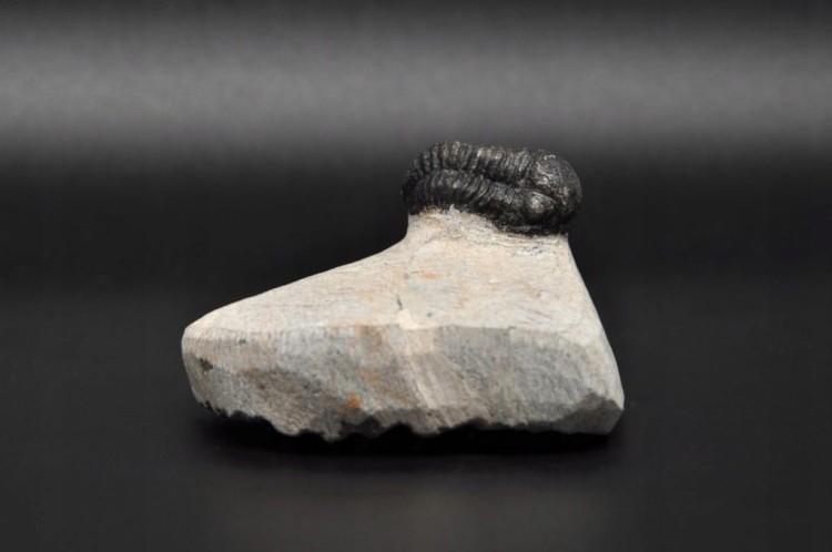 * TRYLOBIT PHACOPS W SKALE MAROKO MAŁY DOBRZE ZACHOWANY OKAZ NR 9 *