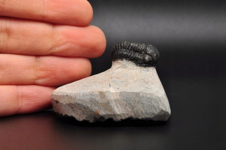 * TRYLOBIT PHACOPS W SKALE MAROKO MAŁY DOBRZE ZACHOWANY OKAZ NR 9 *