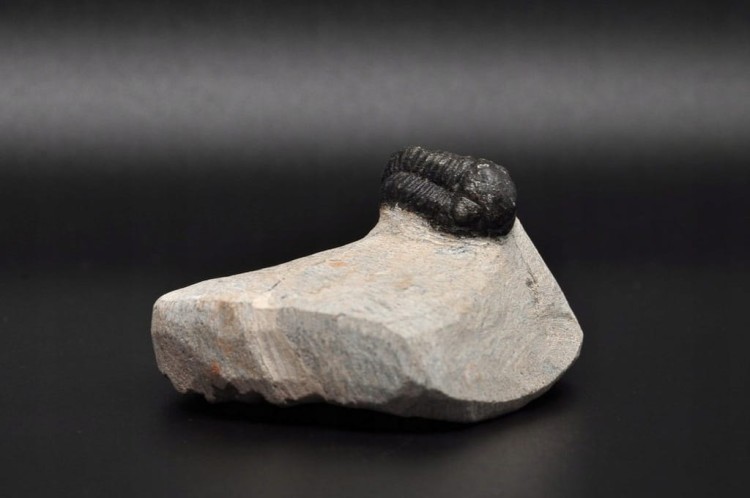 * TRYLOBIT PHACOPS W SKALE MAROKO MAŁY DOBRZE ZACHOWANY OKAZ NR 9 *