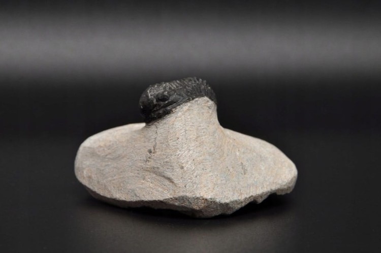 * TRYLOBIT PHACOPS W SKALE MAROKO MAŁY DOBRZE ZACHOWANY OKAZ NR 9 *