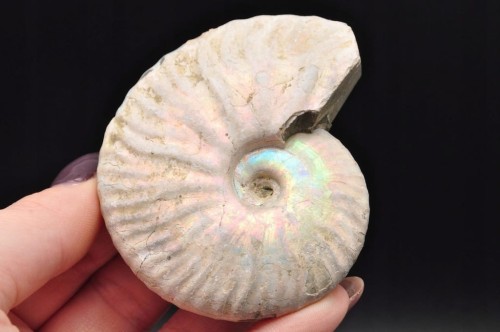 * AMONIT Z OPALIZACJĄ PRZEPIĘKNA OPALIZACJA CUDOWNE MIENIĄCE SIĘ KOLORY 4 *