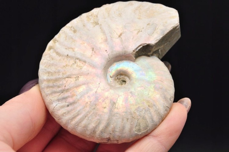 * AMONIT Z OPALIZACJĄ PRZEPIĘKNA OPALIZACJA CUDOWNE MIENIĄCE SIĘ KOLORY 4 *