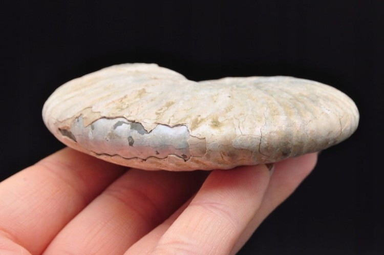 * AMONIT Z OPALIZACJĄ PRZEPIĘKNA OPALIZACJA CUDOWNE MIENIĄCE SIĘ KOLORY 4 *