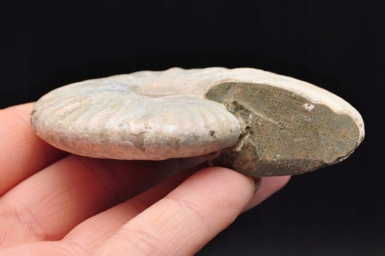 * AMONIT Z OPALIZACJĄ PRZEPIĘKNA OPALIZACJA CUDOWNE MIENIĄCE SIĘ KOLORY 4 *