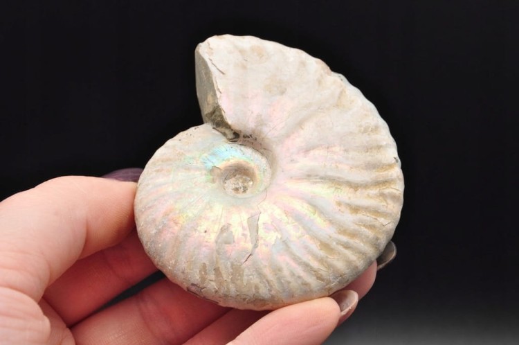 * AMONIT Z OPALIZACJĄ PRZEPIĘKNA OPALIZACJA CUDOWNE MIENIĄCE SIĘ KOLORY 4 *