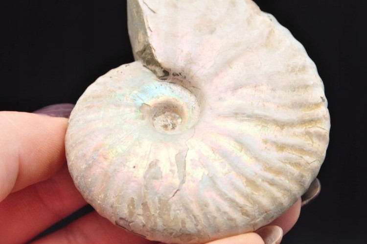 * AMONIT Z OPALIZACJĄ PRZEPIĘKNA OPALIZACJA CUDOWNE MIENIĄCE SIĘ KOLORY 4 *