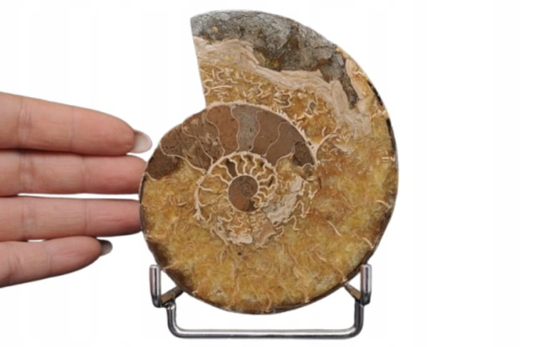 * AMONIT MADAGASKAR INTERESUJĄCY OKAZ DOSKONAŁY DO KOLEKCJI NR 2 *