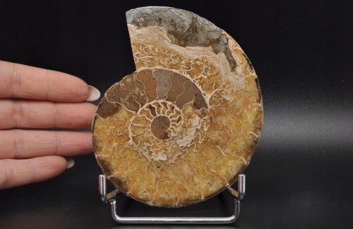 * AMONIT MADAGASKAR INTERESUJĄCY OKAZ DOSKONAŁY DO KOLEKCJI NR 2 *