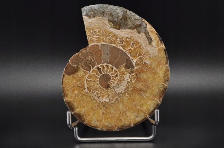 * AMONIT MADAGASKAR INTERESUJĄCY OKAZ DOSKONAŁY DO KOLEKCJI NR 2 *