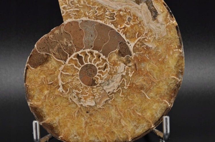 * AMONIT MADAGASKAR INTERESUJĄCY OKAZ DOSKONAŁY DO KOLEKCJI NR 2 *