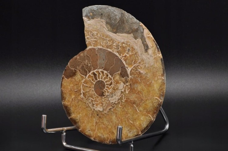 * AMONIT MADAGASKAR INTERESUJĄCY OKAZ DOSKONAŁY DO KOLEKCJI NR 2 *