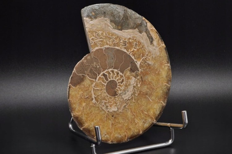 * AMONIT MADAGASKAR INTERESUJĄCY OKAZ DOSKONAŁY DO KOLEKCJI NR 2 *