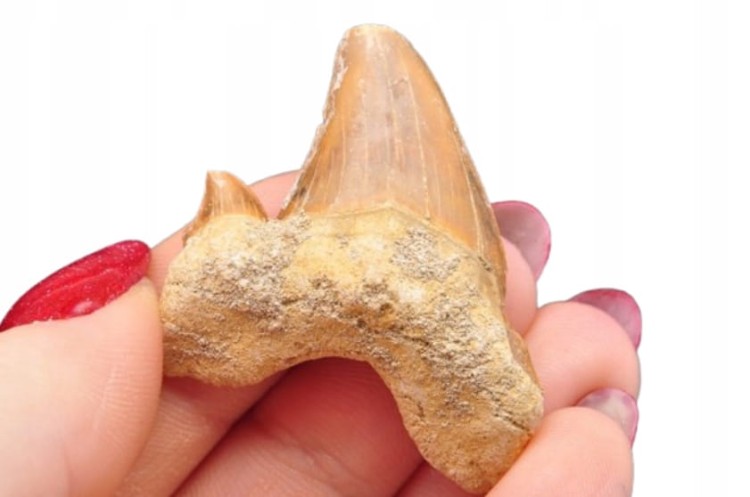 * ZĄB REKINA MAROKO ORYGINALNY ZĄB DOSKONAŁY DO OZDOBY SKAMIENIAŁOŚĆ NR 24