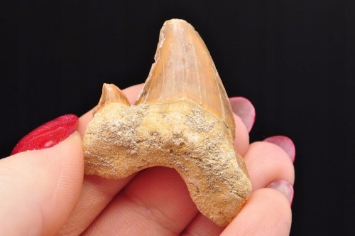 * ZĄB REKINA MAROKO ORYGINALNY ZĄB DOSKONAŁY DO OZDOBY SKAMIENIAŁOŚĆ NR 24