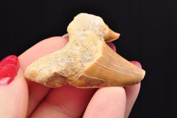 * ZĄB REKINA MAROKO ORYGINALNY ZĄB DOSKONAŁY DO OZDOBY SKAMIENIAŁOŚĆ NR 24