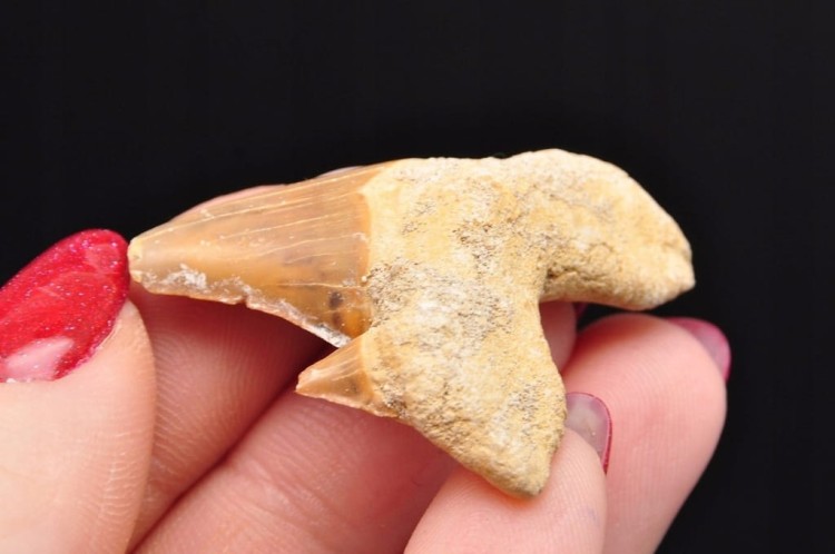 * ZĄB REKINA MAROKO ORYGINALNY ZĄB DOSKONAŁY DO OZDOBY SKAMIENIAŁOŚĆ NR 24