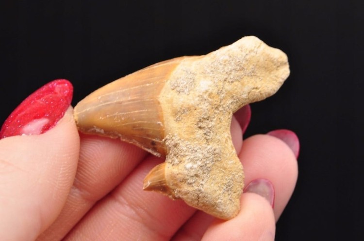 * ZĄB REKINA MAROKO ORYGINALNY ZĄB DOSKONAŁY DO OZDOBY SKAMIENIAŁOŚĆ NR 24