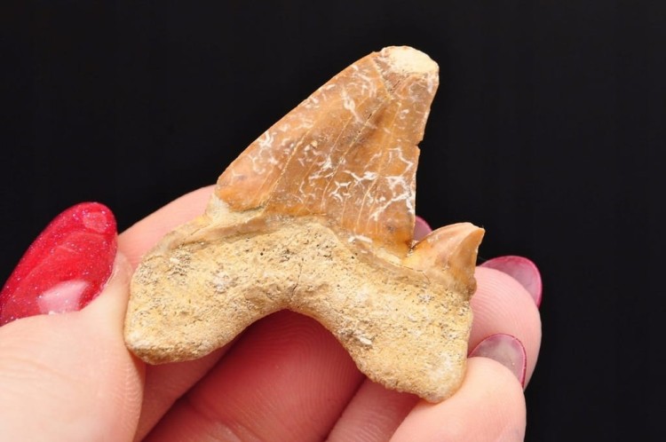 * ZĄB REKINA MAROKO ORYGINALNY ZĄB DOSKONAŁY DO OZDOBY SKAMIENIAŁOŚĆ NR 24