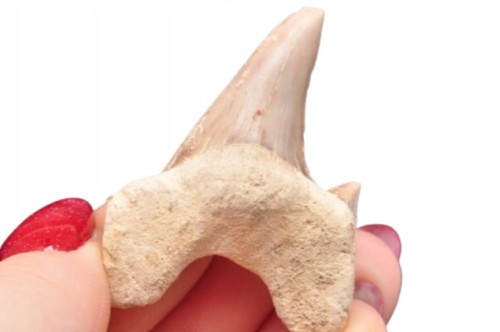 * ZĄB REKINA MAROKO FANTASTYCZNY DO DEKORACJI OKAZ SKAMIELINA NR 19 *