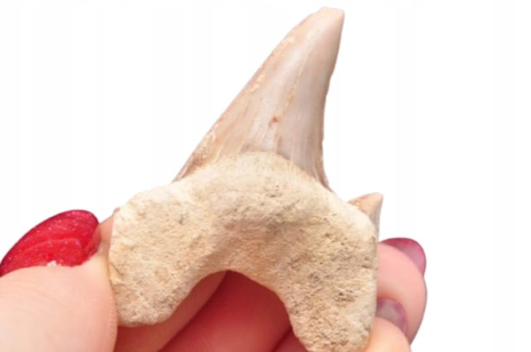 * ZĄB REKINA MAROKO FANTASTYCZNY DO DEKORACJI OKAZ SKAMIELINA NR 19 *