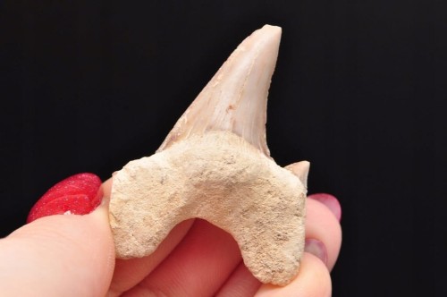 * ZĄB REKINA MAROKO FANTASTYCZNY DO DEKORACJI OKAZ SKAMIELINA NR 19 *