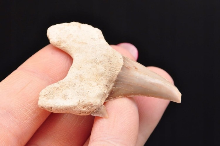 * ZĄB REKINA MAROKO FANTASTYCZNY DO DEKORACJI OKAZ SKAMIELINA NR 19 *