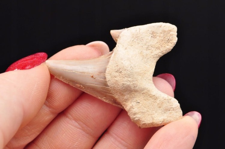 * ZĄB REKINA MAROKO FANTASTYCZNY DO DEKORACJI OKAZ SKAMIELINA NR 19 *