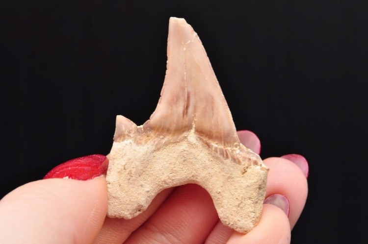 * ZĄB REKINA MAROKO FANTASTYCZNY DO DEKORACJI OKAZ SKAMIELINA NR 19 *