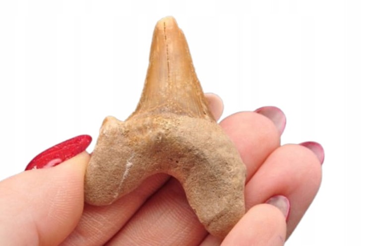 * ZĄB REKINA MAROKO ORYGINALNY ZĄB DOSKONAŁY DO KOLECJI OKAZ NR 9 *