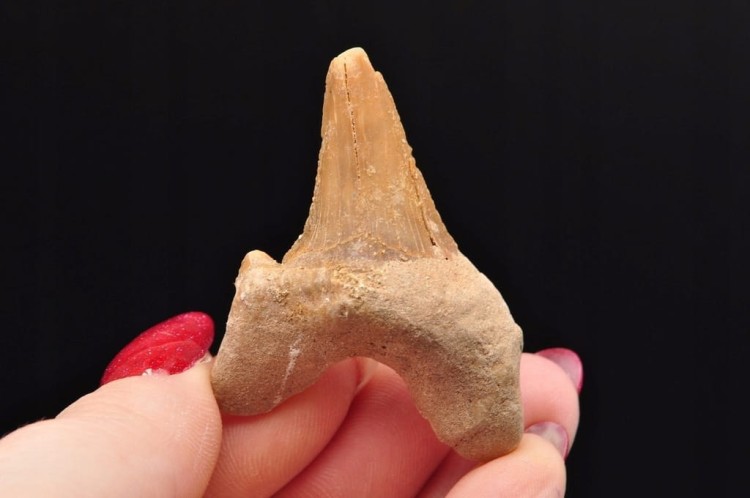 * ZĄB REKINA MAROKO ORYGINALNY ZĄB DOSKONAŁY DO KOLECJI OKAZ NR 9 *