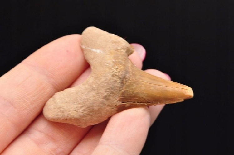 * ZĄB REKINA MAROKO ORYGINALNY ZĄB DOSKONAŁY DO KOLECJI OKAZ NR 9 *