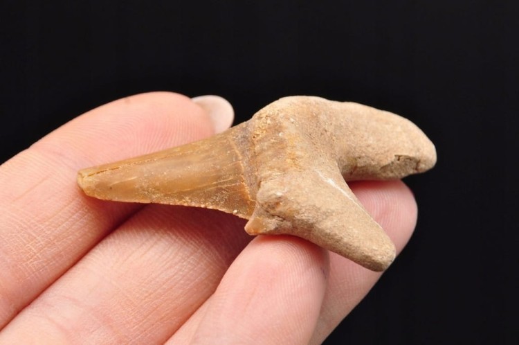 * ZĄB REKINA MAROKO ORYGINALNY ZĄB DOSKONAŁY DO KOLECJI OKAZ NR 9 *