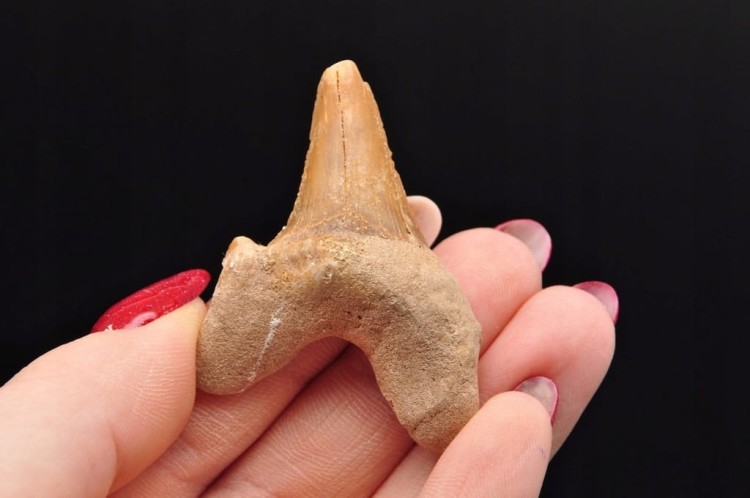 * ZĄB REKINA MAROKO ORYGINALNY ZĄB DOSKONAŁY DO KOLECJI OKAZ NR 9 *