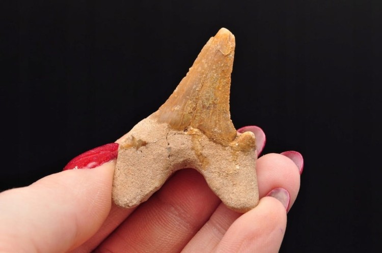 * ZĄB REKINA MAROKO ORYGINALNY ZĄB DOSKONAŁY DO KOLECJI OKAZ NR 9 *