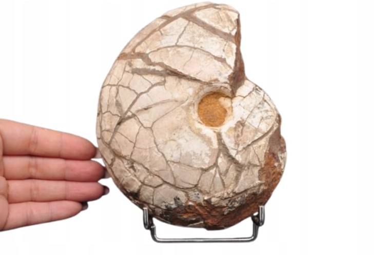 * AMONIT Z OPALIZACJĄ PRZEPIĘKNA OPALIZACJA DUŻY OKAZ POLSKA CZĘSTOCHOWA 1