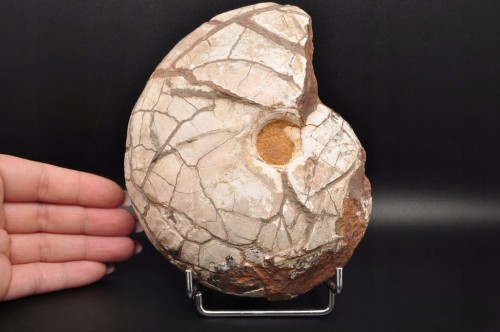 * AMONIT Z OPALIZACJĄ PRZEPIĘKNA OPALIZACJA DUŻY OKAZ POLSKA CZĘSTOCHOWA 1