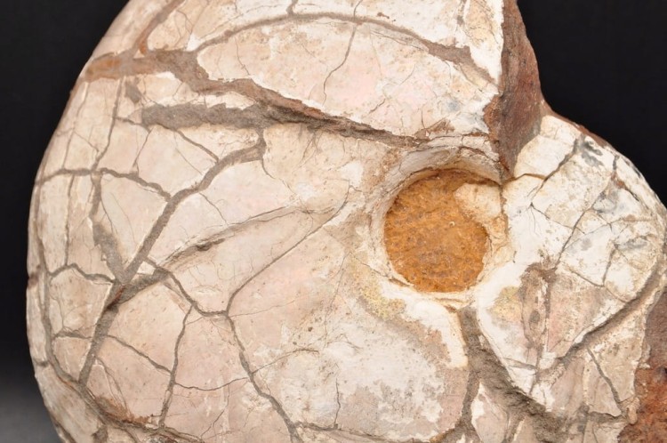 * AMONIT Z OPALIZACJĄ PRZEPIĘKNA OPALIZACJA DUŻY OKAZ POLSKA CZĘSTOCHOWA 1