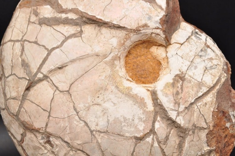 * AMONIT Z OPALIZACJĄ PRZEPIĘKNA OPALIZACJA DUŻY OKAZ POLSKA CZĘSTOCHOWA 1