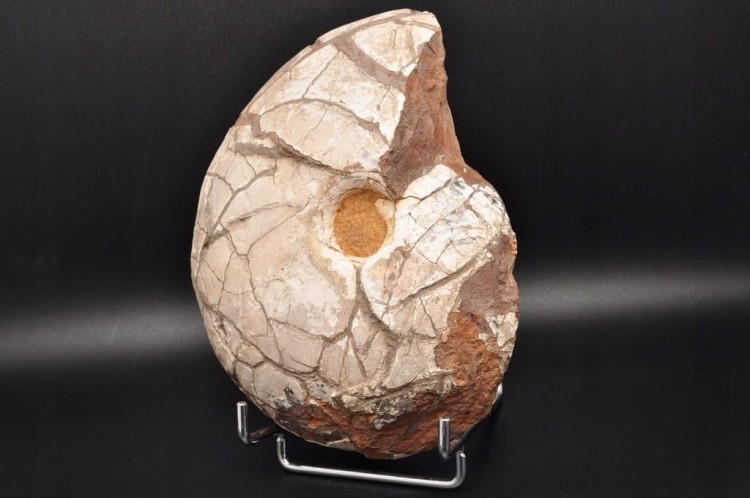 * AMONIT Z OPALIZACJĄ PRZEPIĘKNA OPALIZACJA DUŻY OKAZ POLSKA CZĘSTOCHOWA 1