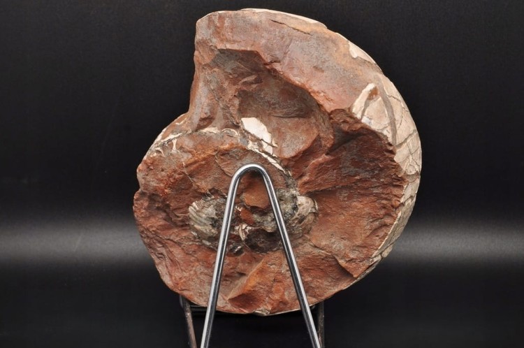 * AMONIT Z OPALIZACJĄ PRZEPIĘKNA OPALIZACJA DUŻY OKAZ POLSKA CZĘSTOCHOWA 1