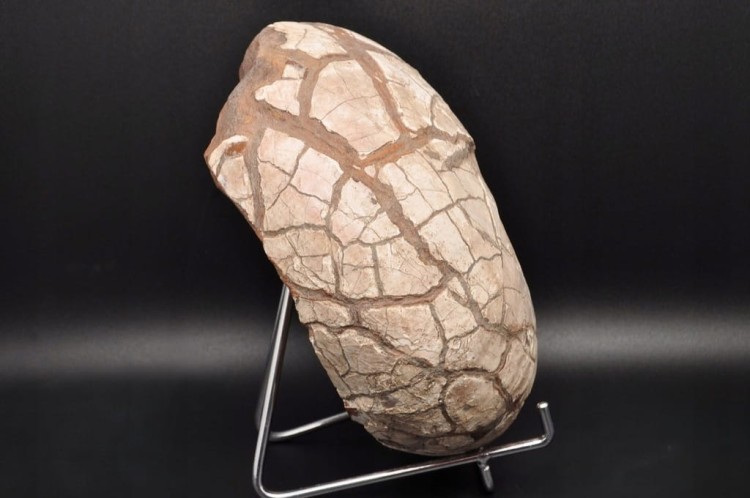 * AMONIT Z OPALIZACJĄ PRZEPIĘKNA OPALIZACJA DUŻY OKAZ POLSKA CZĘSTOCHOWA 1