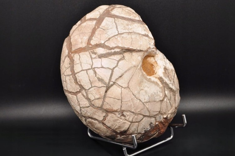 * AMONIT Z OPALIZACJĄ PRZEPIĘKNA OPALIZACJA DUŻY OKAZ POLSKA CZĘSTOCHOWA 1