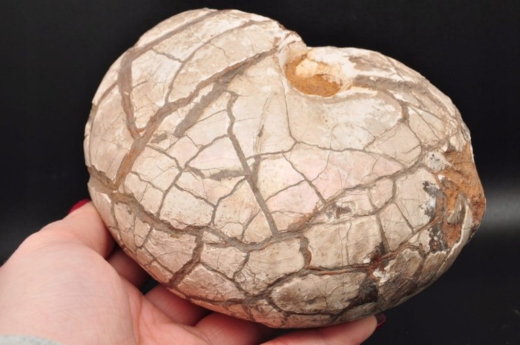 * AMONIT Z OPALIZACJĄ PRZEPIĘKNA OPALIZACJA DUŻY OKAZ POLSKA CZĘSTOCHOWA 1