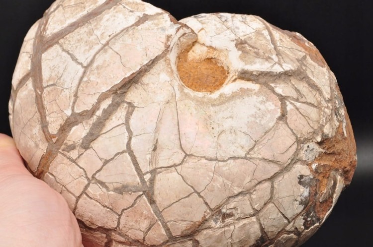 * AMONIT Z OPALIZACJĄ PRZEPIĘKNA OPALIZACJA DUŻY OKAZ POLSKA CZĘSTOCHOWA 1