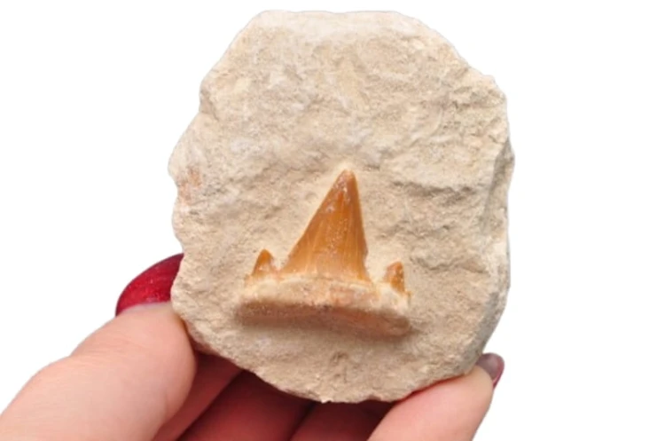 * ZĄB REKINA W SKALE SUROWY PRAWDZIWY OKAZ DOSKONALE ZACHOWANY NR 1 *