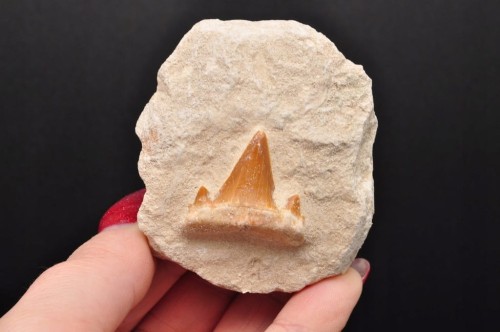 * ZĄB REKINA W SKALE SUROWY PRAWDZIWY OKAZ DOSKONALE ZACHOWANY NR 1 *