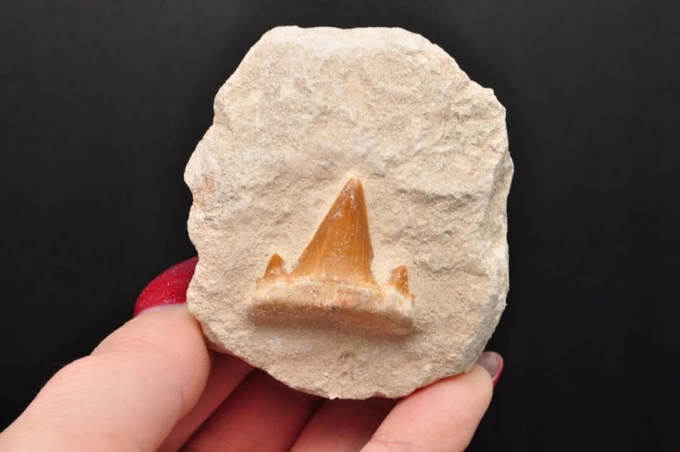 * ZĄB REKINA W SKALE SUROWY PRAWDZIWY OKAZ DOSKONALE ZACHOWANY NR 1 *