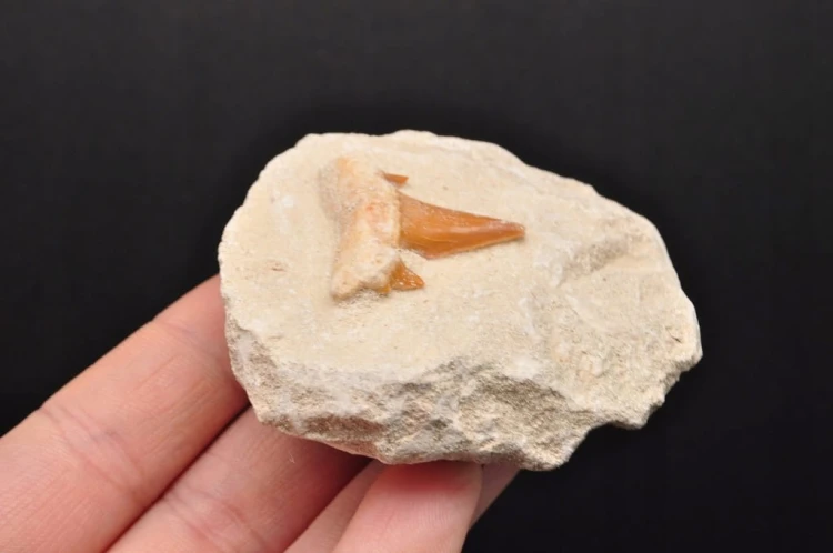 * ZĄB REKINA W SKALE SUROWY PRAWDZIWY OKAZ DOSKONALE ZACHOWANY NR 1 *