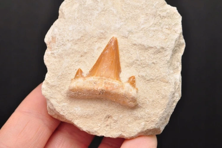 * ZĄB REKINA W SKALE SUROWY PRAWDZIWY OKAZ DOSKONALE ZACHOWANY NR 1 *