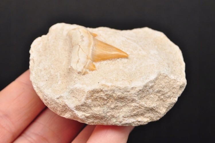 * REKIN ZĄB REKINA W ORYGINALNEJ SKALE EKSTRA JAKOŚĆ NR 2 *